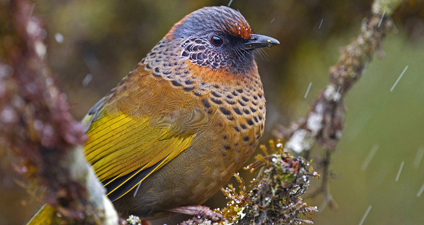 bird tours texas