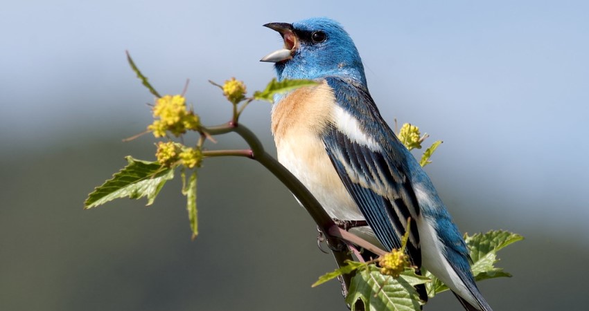 field guides tours