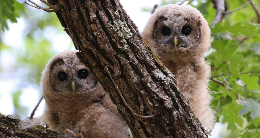 carmel birding tours